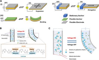 Exploring stimuli-responsive <mark class="highlighted">elastin-like</mark> polypeptide for biomedicine and beyond: potential application as programmable soft actuators